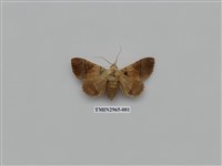 藏品(夜蛾337)的圖片